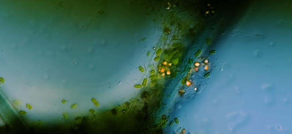 The Microbes Story That Might Explain How Complex Life Took Off The Microbes Story That Might Explain How Complex Life Took Off